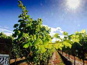 La lumière du soleil tombe sur les vignes d'un domaine viticole de Nouvelle-Zélande, en 2010.