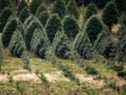Arbres de Noël à différents stades de croissance dans une ferme arboricole à Sahtlam, en Colombie-Britannique, le 10 novembre 2021.
