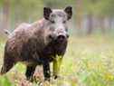 Gardez vos distances si vous rencontrez des cochons sauvages, qu'il s'agisse de sangliers ou de porcs sauvages et toute rencontre doit être signalée aux autorités locales de santé animale.