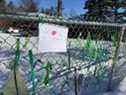 Les élèves et les parents ont placé des rubans et une pancarte sur une clôture chez une enseignante de l'école primaire de Chelsea pour montrer leur soutien à une enseignante qui a été démis de ses fonctions parce qu'elle porte un hijab.