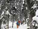 Des gens marchent sous les arbres alors que la neige tombe près du lac Louise lors d'une tempête hivernale dans le parc national Banff, Alberta, Canada, le 25 novembre 2021. 