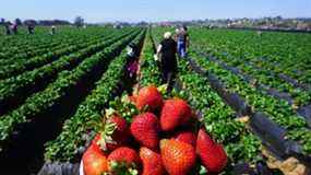 Un inconvénient notable du blocage des importations de fraises de Californie est que les Canadiens ne pourraient plus manger de fraises.