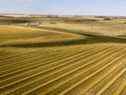 Champs de blé récoltés près de Crémone, en Alberta, le 1er octobre 2020.  