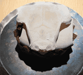 Cervelle de renne dans un crâne pâtissier, au Noma.