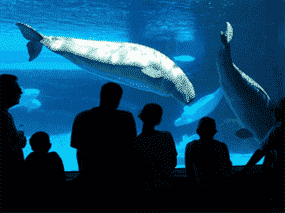 Photo d'archives d'orques et de bélugas nageant près d'une zone d'observation à Marineland à Niagara Falls en 2001. La législation anti-captivité du gouvernement fédéral en 2019 a fait une infraction pour les dauphins et les baleines.