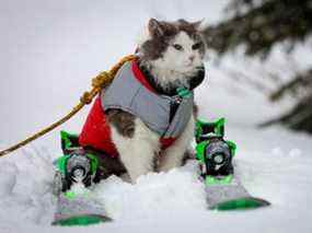 Gary le chat avec les skis de son propriétaire.