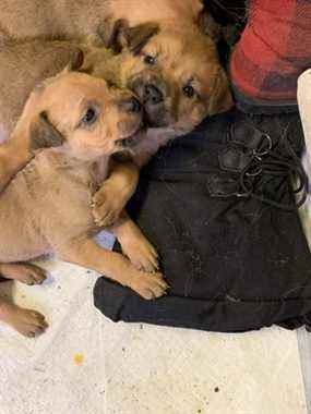 La BC SPCA sollicite des dons pour aider une chienne abandonnée de deux ans nommée Celeste et ses cinq chiots.  Crédit photo : BC SPCA