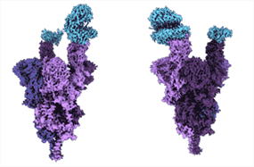 C'est la partie du virus Omicron qui pénètre dans vos cellules et vous rend malade.  Plus précisément, il s'agit de la première analyse structurelle au niveau moléculaire de la protéine de pointe Omicron, qui vient d'être menée par des chercheurs de l'Université de la Colombie-Britannique.