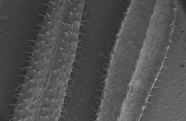 Image SEM de feuilles de catweed.  Des micro-crochets sur ses feuilles lui permettent de s'ancrer à la surface d'autres plantes au fur et à mesure de sa croissance, les exploitant comme support physique.
