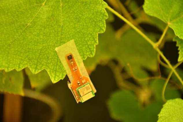 Les crochets imprimés avec une résine photosensible peuvent être assemblés avec des composants électroniques et des capteurs de lumière, de température et d'humidité.  Cela crée des clips intelligents pour la surveillance sans fil de la plante des deux côtés de la feuille.