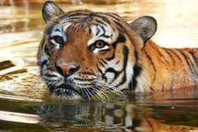 Eko le tigre, qui a été tué après avoir mordu le bras d'un homme lorsqu'il est entré dans une partie non autorisée du zoo de Naples, est vu à Naples, en Floride, aux États-Unis, sur cette photo prise en février 2020. Zoo de Naples / Document via REUTERS