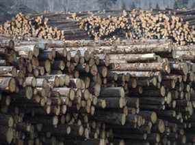 Le bois d'œuvre résineux est photographié chez Tolko Industries à Heffley Creek, en Colombie-Britannique