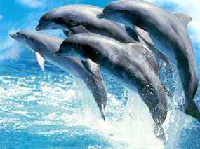 Des dauphins sont vus sur une photo d'archive lors d'un spectacle au Marineland à Niagara Falls.