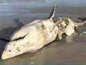 Un requin mort, tué par un orque, s'échoue sur les îles Farallon. 