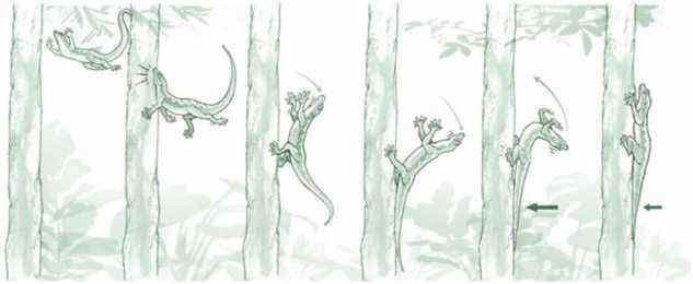 Illustration de la réponse antichute d'un gecko (FAR).
