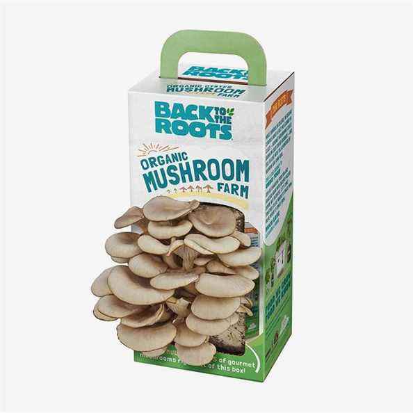 Kit de culture de champignons biologiques Back to the Roots