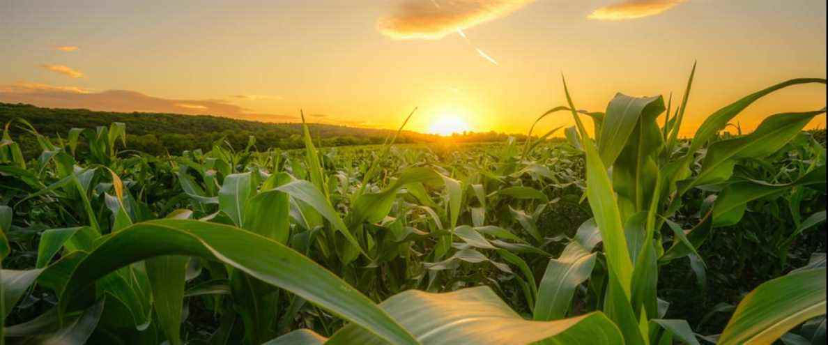 Jeune maïs vert poussant sur le terrain au coucher du soleil.  Jeunes plants de maïs.  Maïs cultivé dans les terres agricoles, champ de maïs.