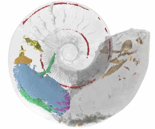Le modèle virtuel 3D d'un fossile d'ammonite du Jurassique montre des muscles internes jamais observés auparavant. 