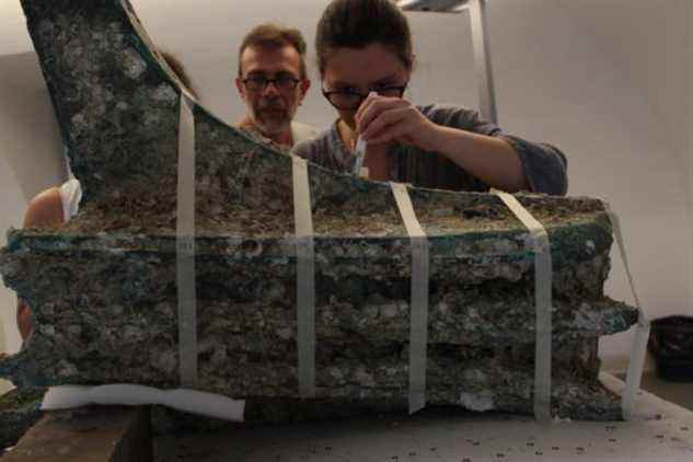 Des chercheurs prélèvent des échantillons d'animaux marins sur le bélier en bronze du navire.