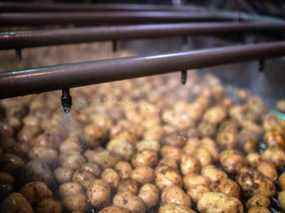 Pommes de terre dans une usine de frites McCain.
