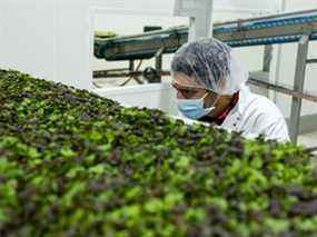 L'agronome Cesar Cappa et producteur en chef chez GoodLeaf Farms à Guelph, en Ontario, inspecte les micro-verts.