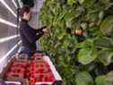 Un travailleur récolte des fraises à la ferme verticale de la Ferme d'hiver à Brossard, au Québec, en janvier.