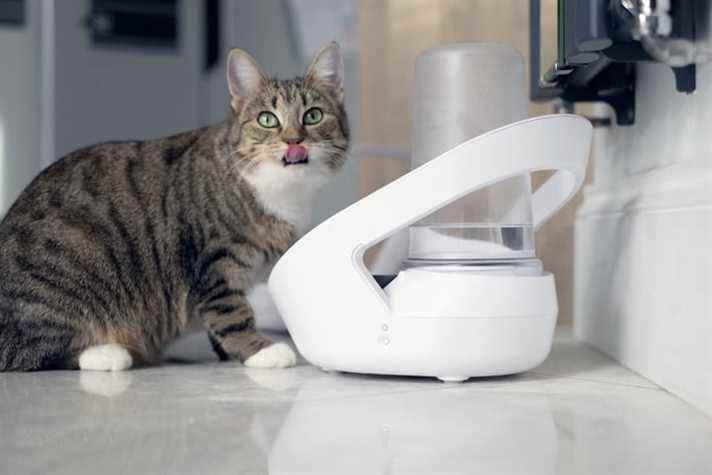 Le Felaqua Connect aide à suivre la consommation de liquide de votre chat.