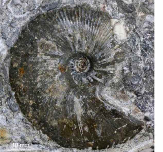 Bloc d'ammonite fossilisé.