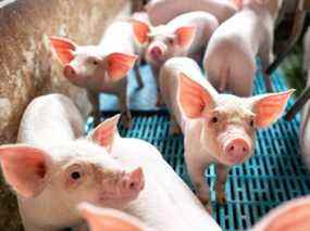 L'industrie porcine compte sur "juste à temps" fabrication, et le Manitoba n'a pas la capacité d'alimenter et de transformer un afflux de porcs à l'échelle nationale.