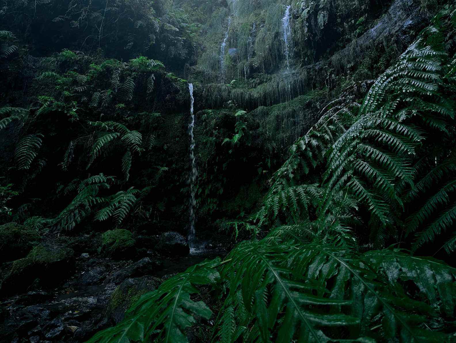 Un exemple d'image OnePlus 10 Pro d'une scène de forêt tropicale