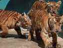 Des bébés tigres du Bengale jouent au zoo de La Havane, Cuba, le 27 octobre 2021.
