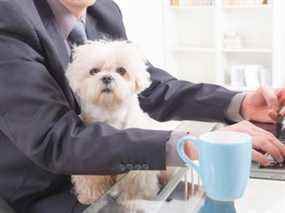 Certaines entreprises repensent les politiques interdisant les chiens dans le but d'attirer les gens au bureau.