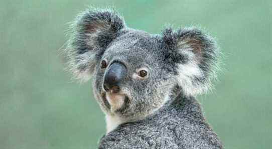 L'Australie a déclaré les koalas comme une espèce en voie de disparition