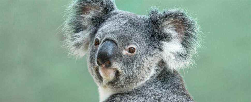 L'Australie a déclaré les koalas comme une espèce en voie de disparition