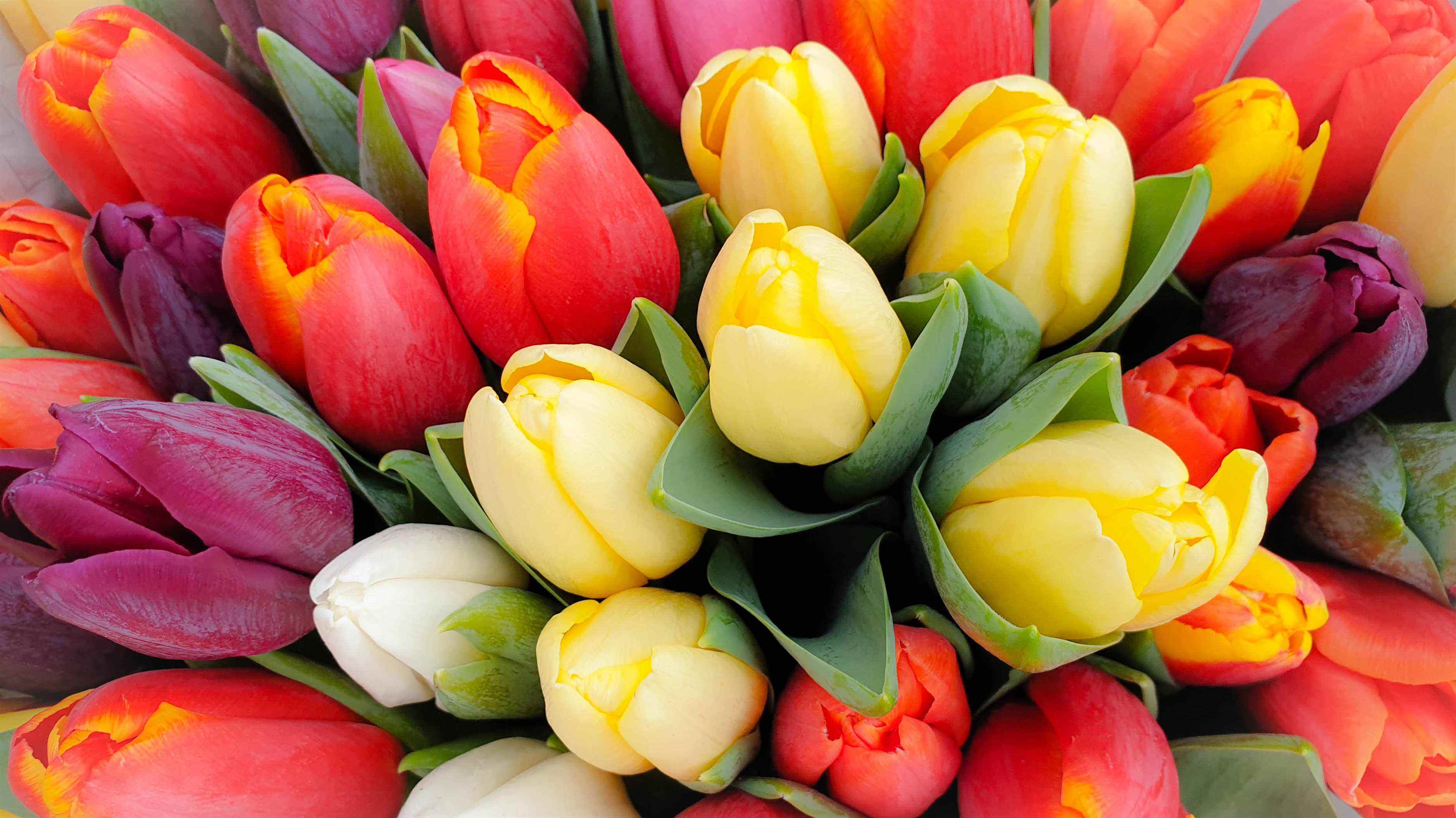 Un bouquet de tulipes de différentes couleurs dont le jaune, le rouge et le blanc