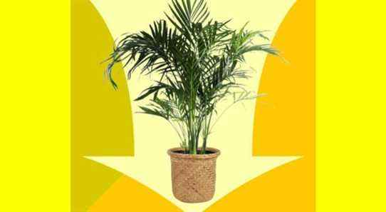 Ce palmier purificateur d'air (super en vente) apportera des vibrations tropicales à votre salon