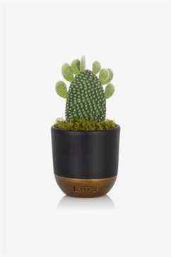Bunny Ear Cactus en pot noir et or