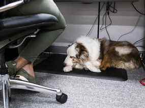 Un chien se trouve sous le bureau de quelqu'un dans les bureaux de Ford Motor Co. au Michigan en 2019.
