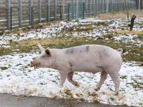 Pig Willie, qui aurait dû finir comme râteau à copeaux, court dans son stand au Gnadenhof à Bockhorn près de Munich, en Allemagne, le 26 janvier 2022.