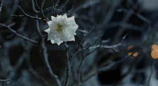 LOTR: Il y a un secret sur l'arbre blanc du Gondor qui est gardé hors des films
