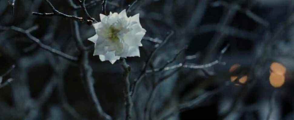 LOTR: Il y a un secret sur l'arbre blanc du Gondor qui est gardé hors des films