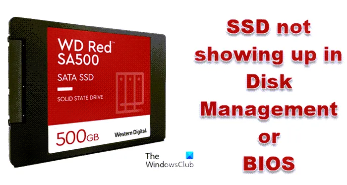 Le SSD ne s'affiche pas dans la gestion des disques ou le BIOS sous Windows 11/10
