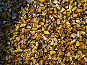 Le maïs a augmenté de près de 20 % jusqu'à présent cette année.