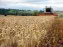 La Russie et l'Ukraine représentent 29 % des exportations mondiales de blé.