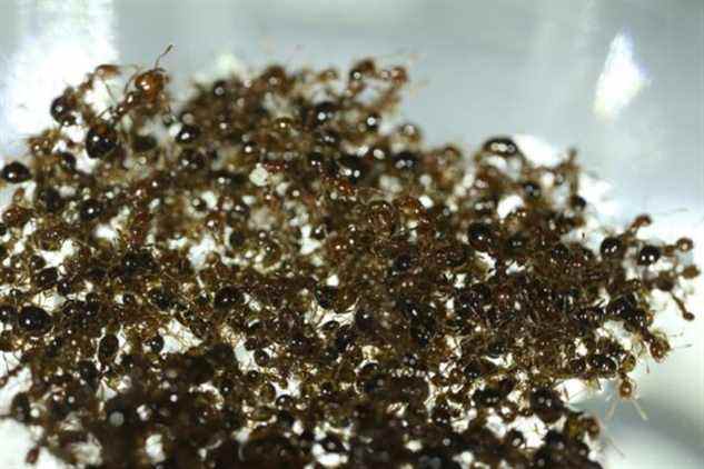 Un radeau de fourmis de feu en rotation dans le laboratoire de biolocomotion de David Hu à Georgia Tech est un exemple de comportement collectif.