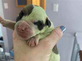 Un chien en Nouvelle-Écosse a récemment donné naissance à un chiot vert rare.