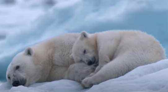 Bande-annonce de l'ours polaire : vous ne vous remettrez jamais de la surcharge de gentillesse