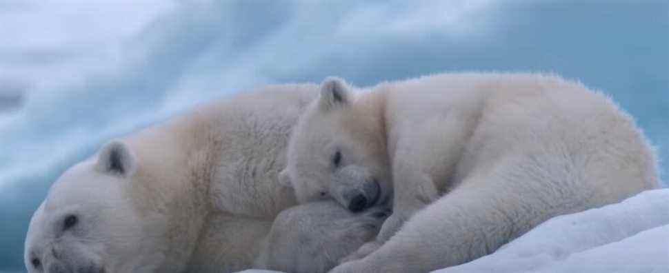 Bande-annonce de l'ours polaire : vous ne vous remettrez jamais de la surcharge de gentillesse