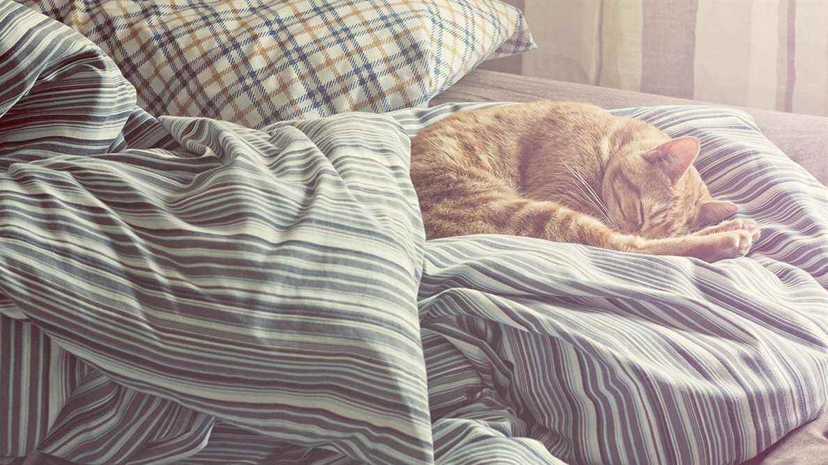 Chat roux endormi sur un lit
