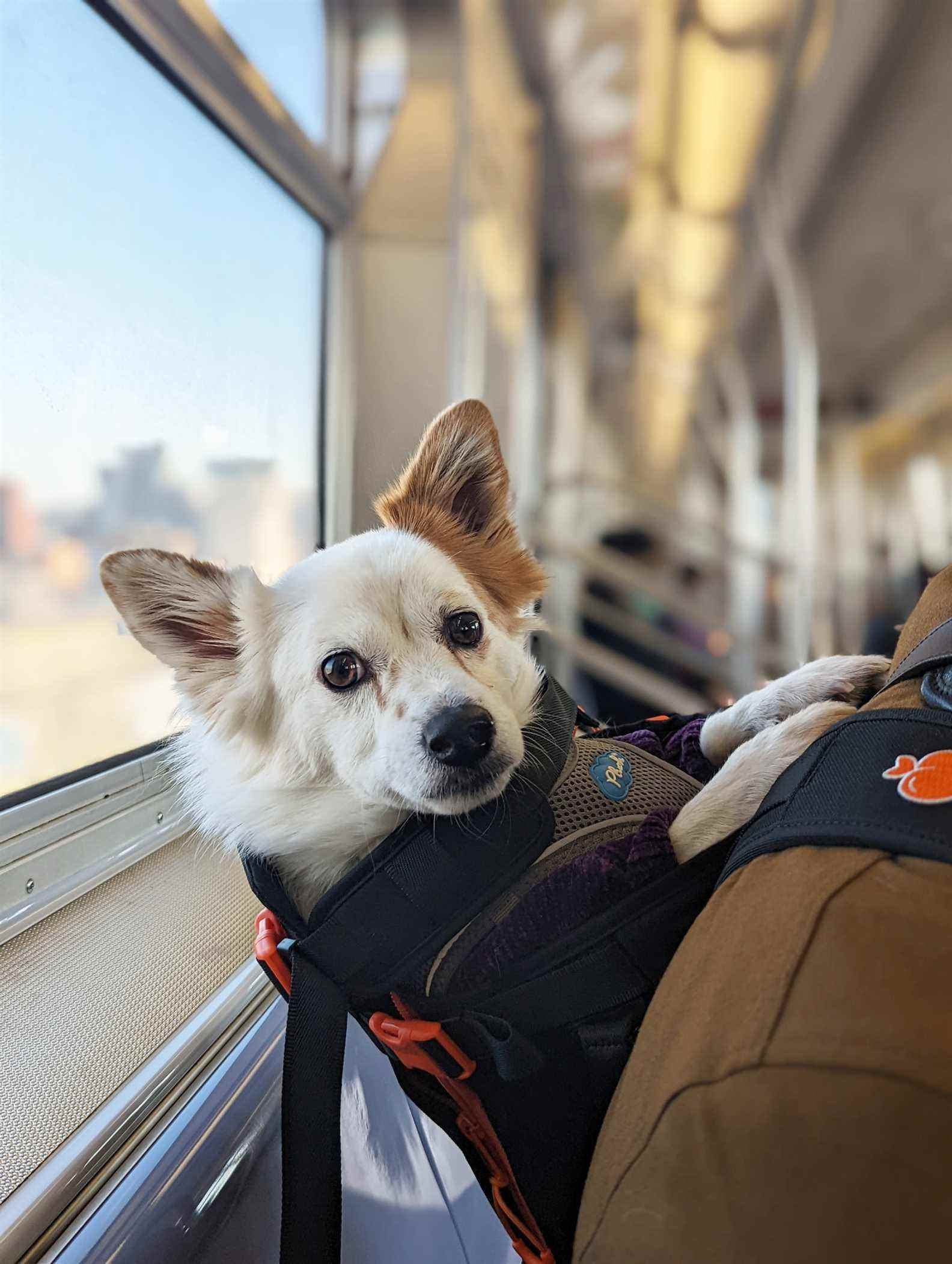 Chien dans un sac à dos porté par une personne dans un wagon de métro